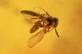 Several Fossil Flies (Diptera) In Baltic Amber #90873-7